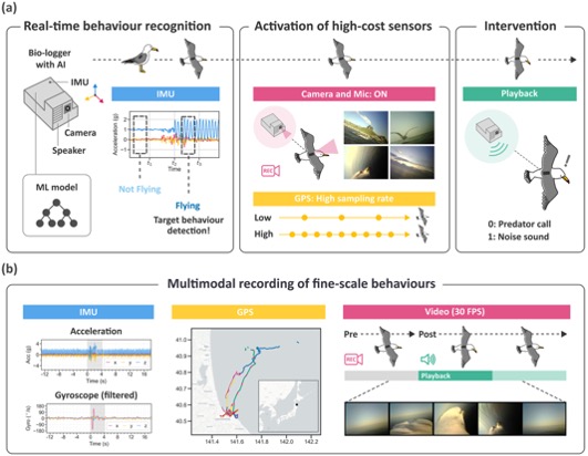 Figure for Real-Time Behaviour Recognition on Bio-Loggers Enables Autonomous Audio Playback Experiments in Free-Ranging Seabirds